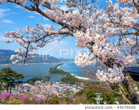 Amanohashidate在日本三個景點Tango Peninsula Amanohashidate盛開 64076686