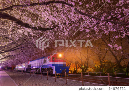 Cherry blossom in spring is the popular cherry Cherry blossom in spring is the popular cherry 64076731