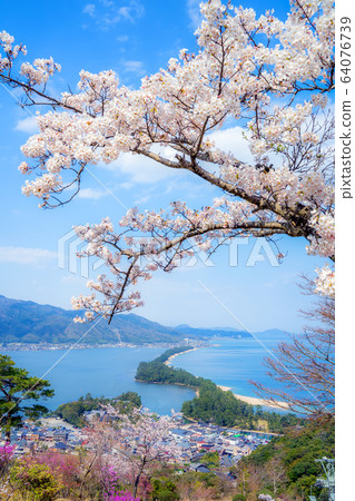 Amanohashidate在日本三個景點Tango Peninsula Amanohashidate盛開 Amanohashidate在日本三個景點Tango Peninsula Amanohashidate盛開 64076739