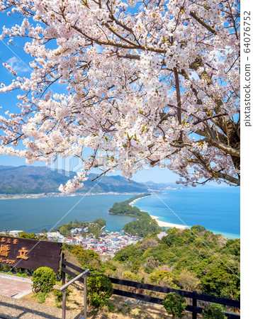 Amanohashidate在日本三個景點Tango Peninsula Amanohashidate盛開 64076752