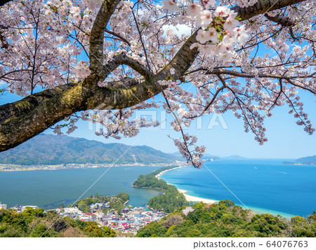 Amanohashidate in three scenic spots in Japan Tango Peninsula Amanohashidate in full bloom 64076763