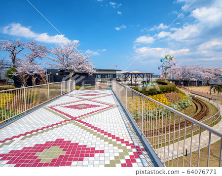 Amanohashidate in three scenic spots in Japan Tango Peninsula Amanohashidate in full bloom 64076771