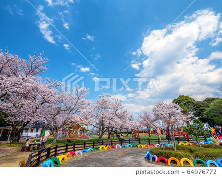 Amanohashidate在日本三個景點Tango Peninsula Amanohashidate盛開 64076772