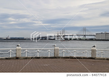 三隻海鷗 64077418