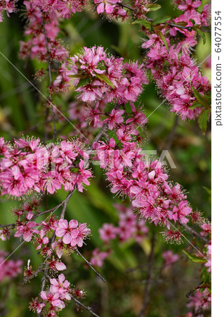 日本李花 64077554