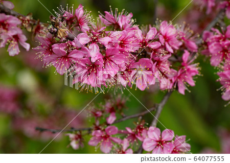 日本李花 64077555