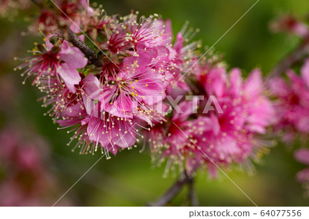 Japanese Prunus flower 64077556