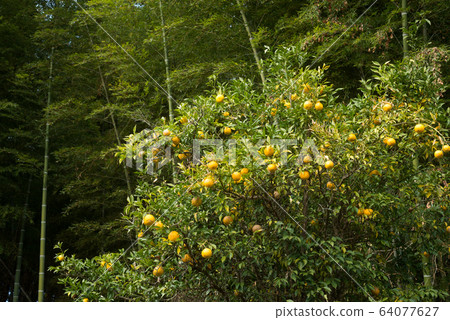 以竹林為背景的果實的柚木樹 以竹林為背景的果實的柚木樹 64077627
