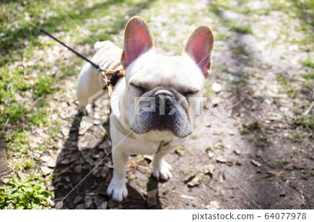 法國鬥牛犬 法國鬥牛犬 64077978