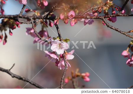 Kawazu cherry tree Kawazu cherry tree 64078018
