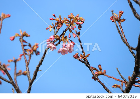 Kawazu cherry tree Kawazu cherry tree 64078019
