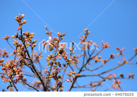 Kawazu cherry tree + blue sky Kawazu cherry tree + blue sky 64078020
