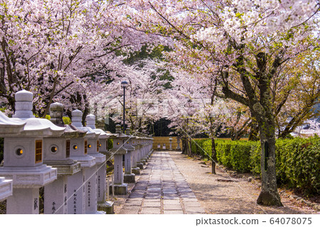 Abe Bunju-in Temple and cherry blossoms Abe Bunju-in Temple and cherry blossoms 64078075