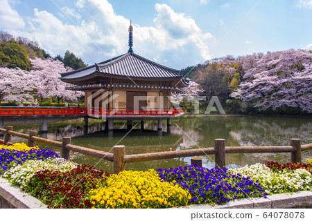 春季安倍文化院金閣梅道 64078078