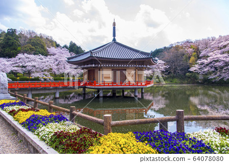 春季安倍文化院金閣梅道 64078080