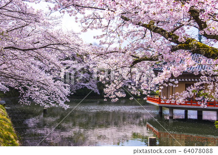 Spring Abe Bunshuin Kinkaku Umido Spring Abe Bunshuin Kinkaku Umido 64078088