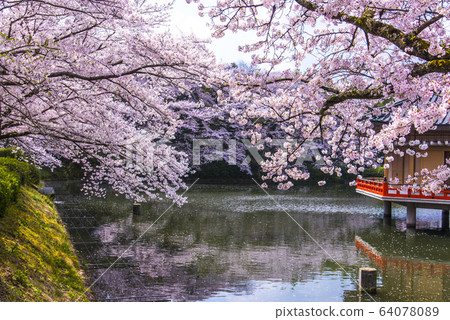 春季安倍文化院金閣梅道 64078089