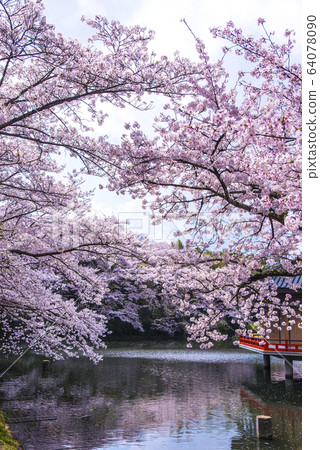 春季安倍文化院金閣梅道 春季安倍文化院金閣梅道 64078090