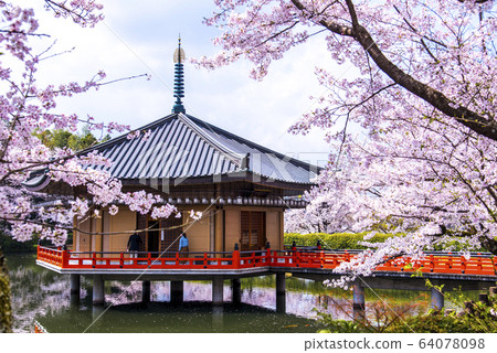 櫻花和安倍文化神社 櫻花和安倍文化神社 64078098
