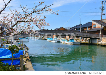 內川新港水道中橋櫻 64078429
