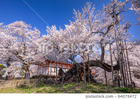 Yamagaki no Kamiyo cherry tree 64078472