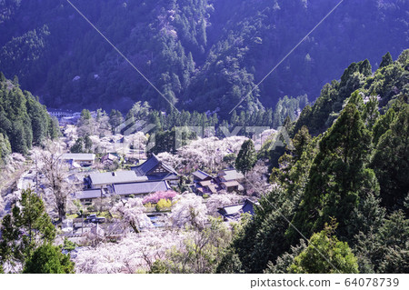 (Yamanashi Pref.) Kuonji Temple Wrapped in Cherry Blossoms Seen from Minobu-Ropeway (Yamanashi Pref.) Kuonji Temple Wrapped in Cherry Blossoms Seen from Minobu-Ropeway 64078739