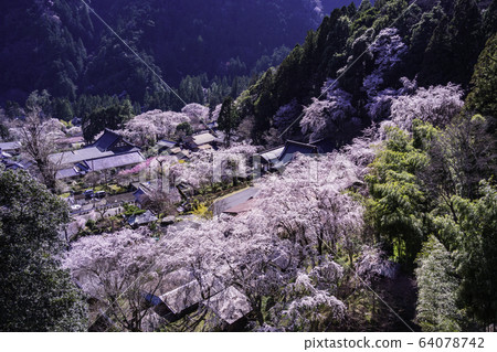(Yamanashi Pref.) Kuonji Temple Wrapped in Cherry Blossoms Seen from Minobu-Ropeway 64078742