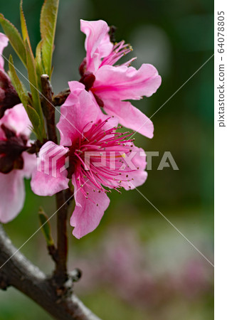 Peach blossoms Peach blossoms 64078805