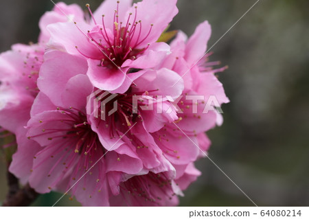 桃花 桃花 64080214