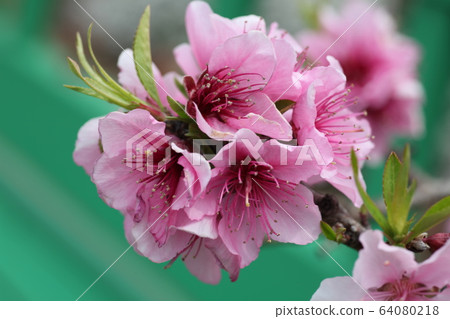  桃花 64080218