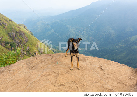 A dog stands on the edge of a cliff in the A dog stands on the edge of a cliff in the 64080493