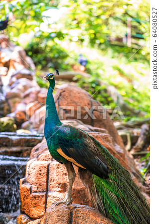 Peacock walks near the waterfall. Beautiful Peacock walks near the waterfall. Beautiful 64080527