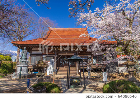 Jisoji Temple with Jindai cherry blossoms Jisoji Temple with Jindai cherry blossoms 64080546