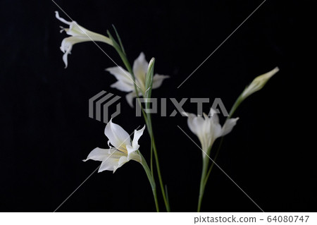 Tristez Gladiolus Tristez Gladiolus 64080747
