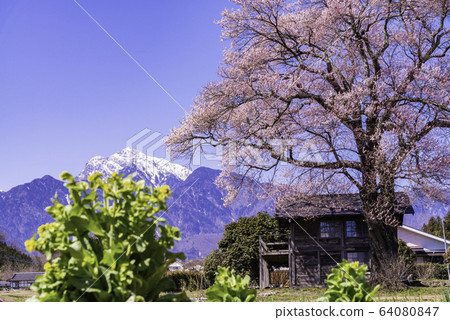 (Yamanashi Prefecture) Single cherry tree with no name (Yamanashi Prefecture) Single cherry tree with no name 64080847