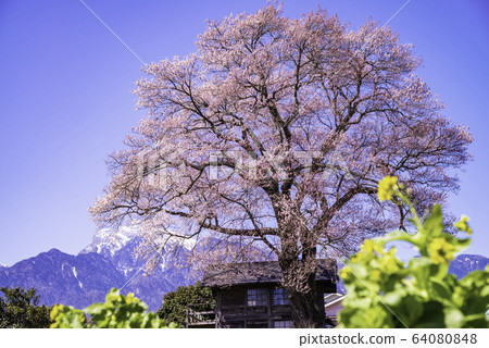 (Yamanashi Prefecture) Single cherry tree with no name 64080848