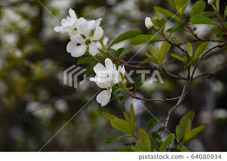 Ryukyu Bai flower Ryukyu Bai flower 64080934