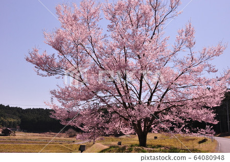 櫻花 64080948