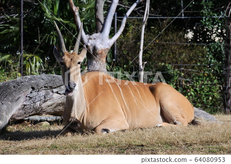 Eland sitting on the grass and relaxing Eland sitting on the grass and relaxing 64080953