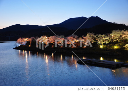 惠庭櫻花盛開 64081155