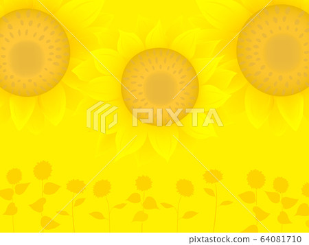 Sunflower yellow background Sunflower yellow background 64081710