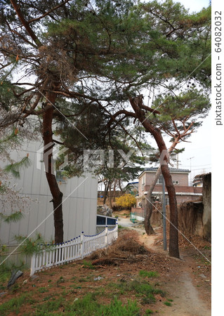 Seongbuk-gu. Jeongneung-dong. Spring flowers 64082032