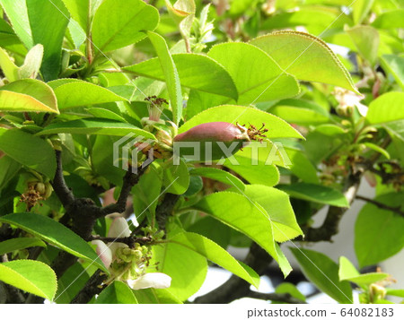  The remaining fruit of the stamen, the fruit of the beginning of fruiting 64082183