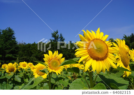 Summer sunflower sunflower field full bloom blue sky Hokkaido flower yellow summer vacation travel sightseeing nature Summer sunflower sunflower field full bloom blue sky Hokkaido flower yellow summer vacation travel sightseeing nature 64082315