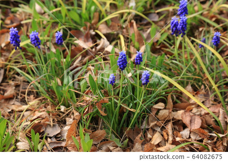 Seongbuk-gu. Jeongneung-dong. Spring flowers Seongbuk-gu. Jeongneung-dong. Spring flowers 64082675
