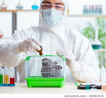 Scientist doing testing on animals rabbit 64082810