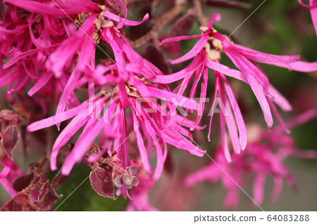 Safflower Tokiwamansaku Safflower Tokiwamansaku 64083288