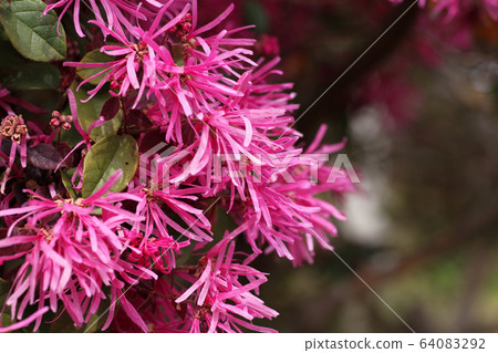 Safflower Tokiwamansaku 64083292