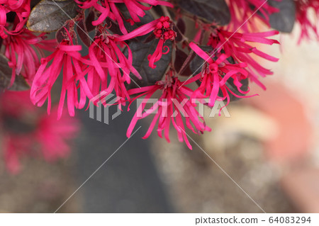 Safflower Tokiwamansaku Safflower Tokiwamansaku 64083294