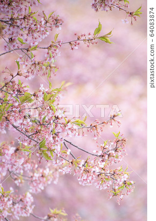 Sakura Sakura Sakura SAKURA Cherry blossom Spring Kawazu Sakura Some Yoshino Sakura Sakura Sakura SAKURA Cherry blossom Spring Kawazu Sakura Some Yoshino 64083874